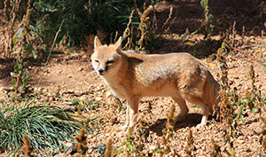 Protecting Swift Fox Habitat