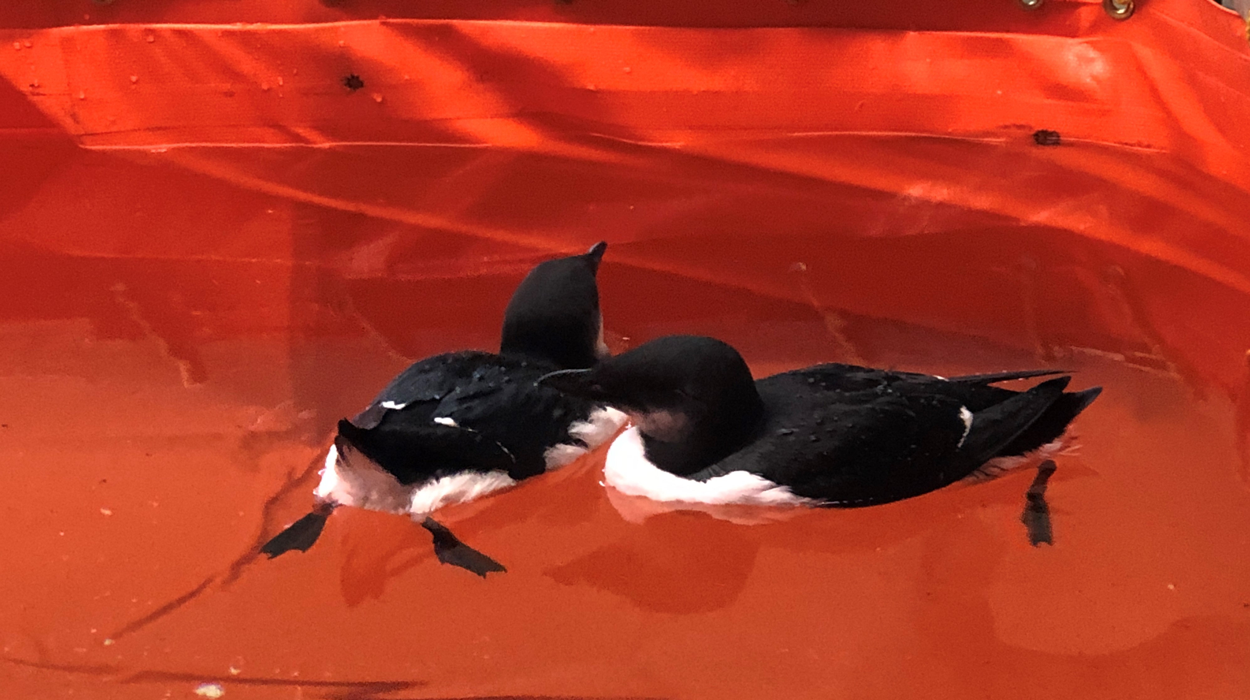 Thick Billed Murres